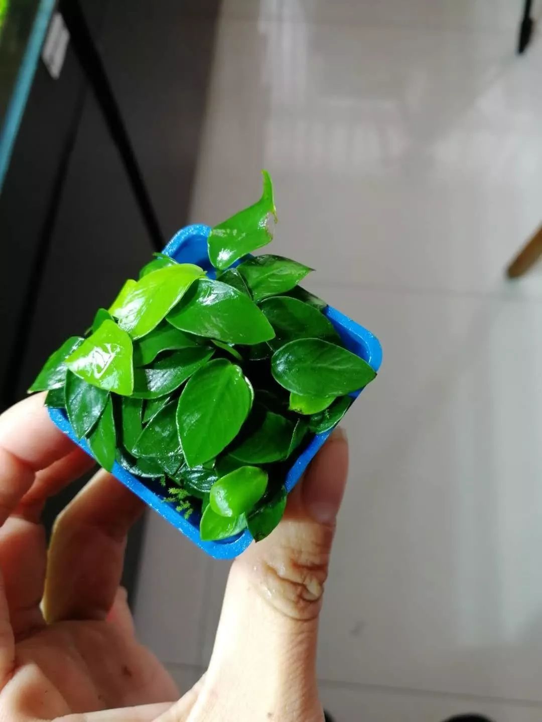 老王家的池塘视频,小型水榕水草推荐