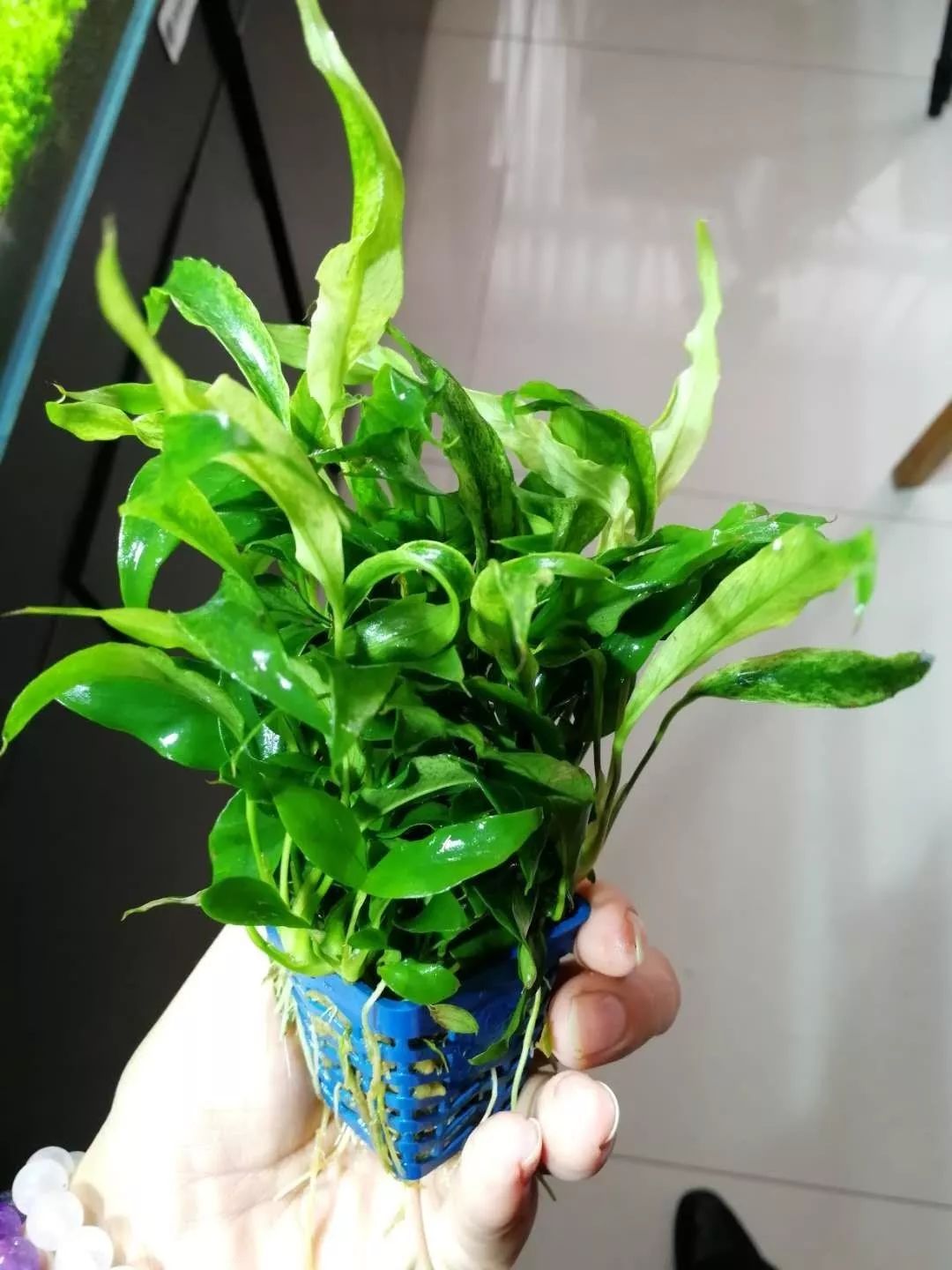 水榕需要种在水草泥里吗,水草造景生命之树