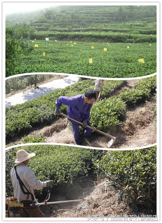 一杯白茶能解忧,一杯白茶有什么好处