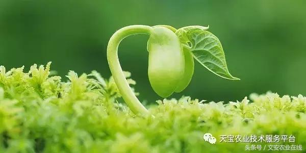 磷酸二氢钾在农作物的使用方法,磷酸二氢钾使用方法及注意事项