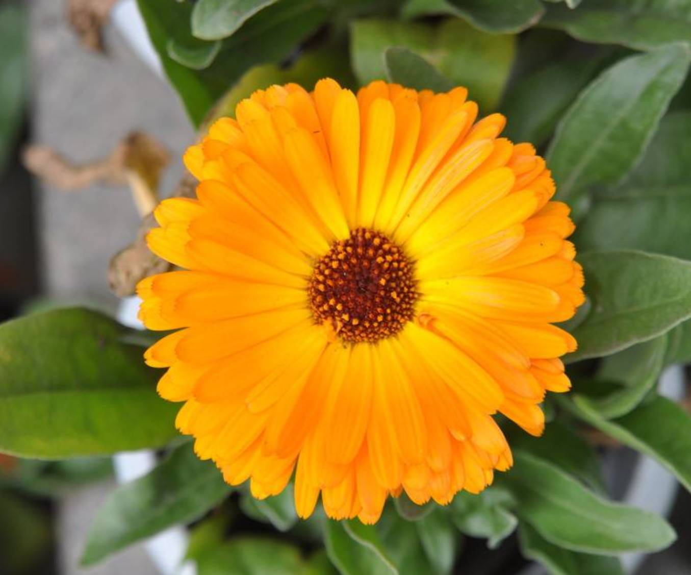 国内不出名的汽车品牌,揭秘汽车行业你所不知道的那些事