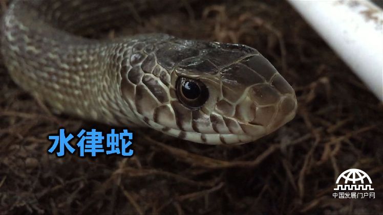 致富经:胆小小伙养蛇记