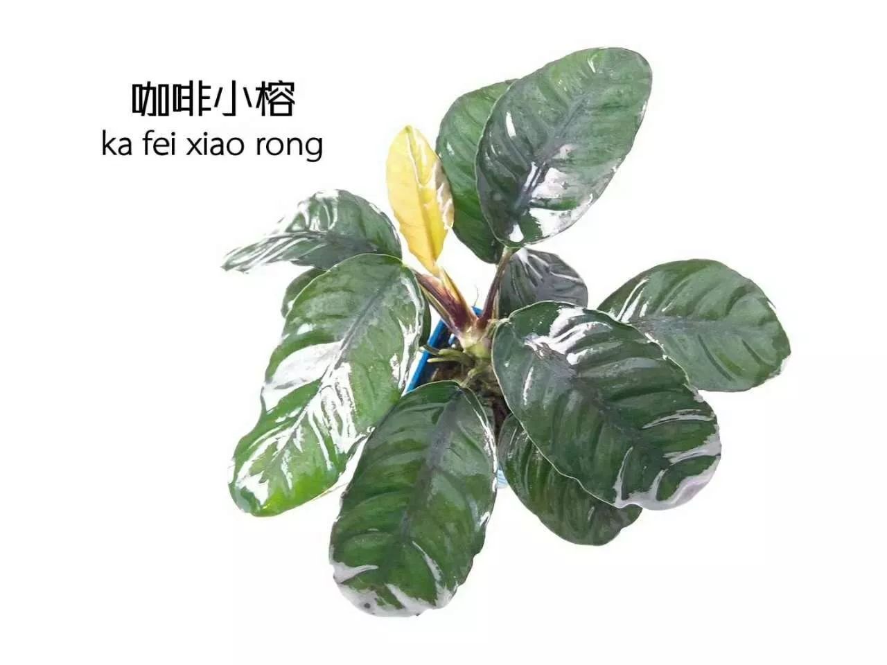 水榕需要种在水草泥里吗,水草造景生命之树