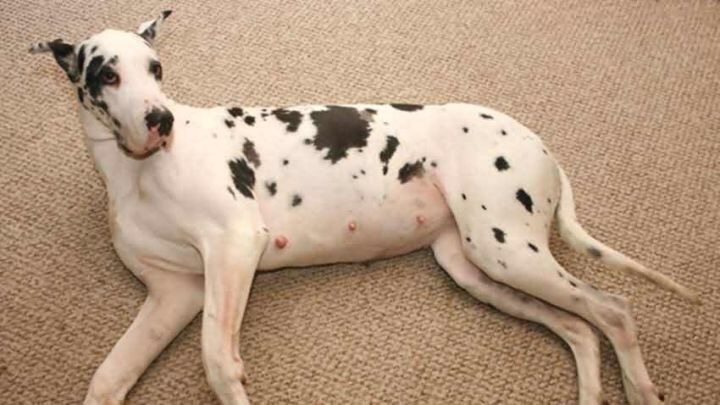 狗狗如何判断主人怀孕,主人怀孕初期狗狗有什么反应