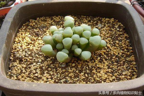 多肉植物究竟能火多久,多肉植物为什么能火起来