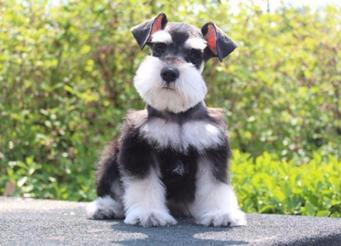 家里的狗狗有没有寄生虫,猫咪太小不能洗澡身上臭怎么办