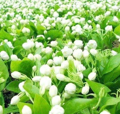 横县最美的茉莉小镇,中国茉莉之乡标志