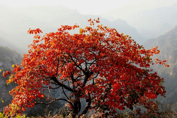 秋韵流过的晋城红