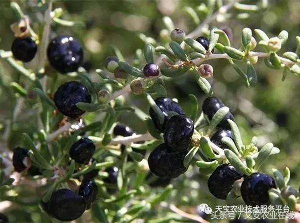黑枸杞效果如何,种植黑枸杞利润怎样