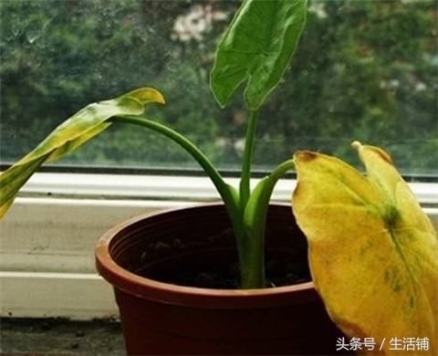 怎样养滴水观音能长出大粗杆子,怎么养大叶滴水观音