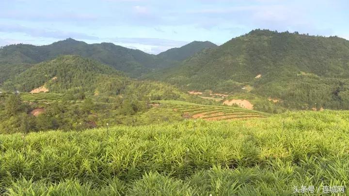 龙岩连城姑田：生姜喜获丰收特色种植助农户增收