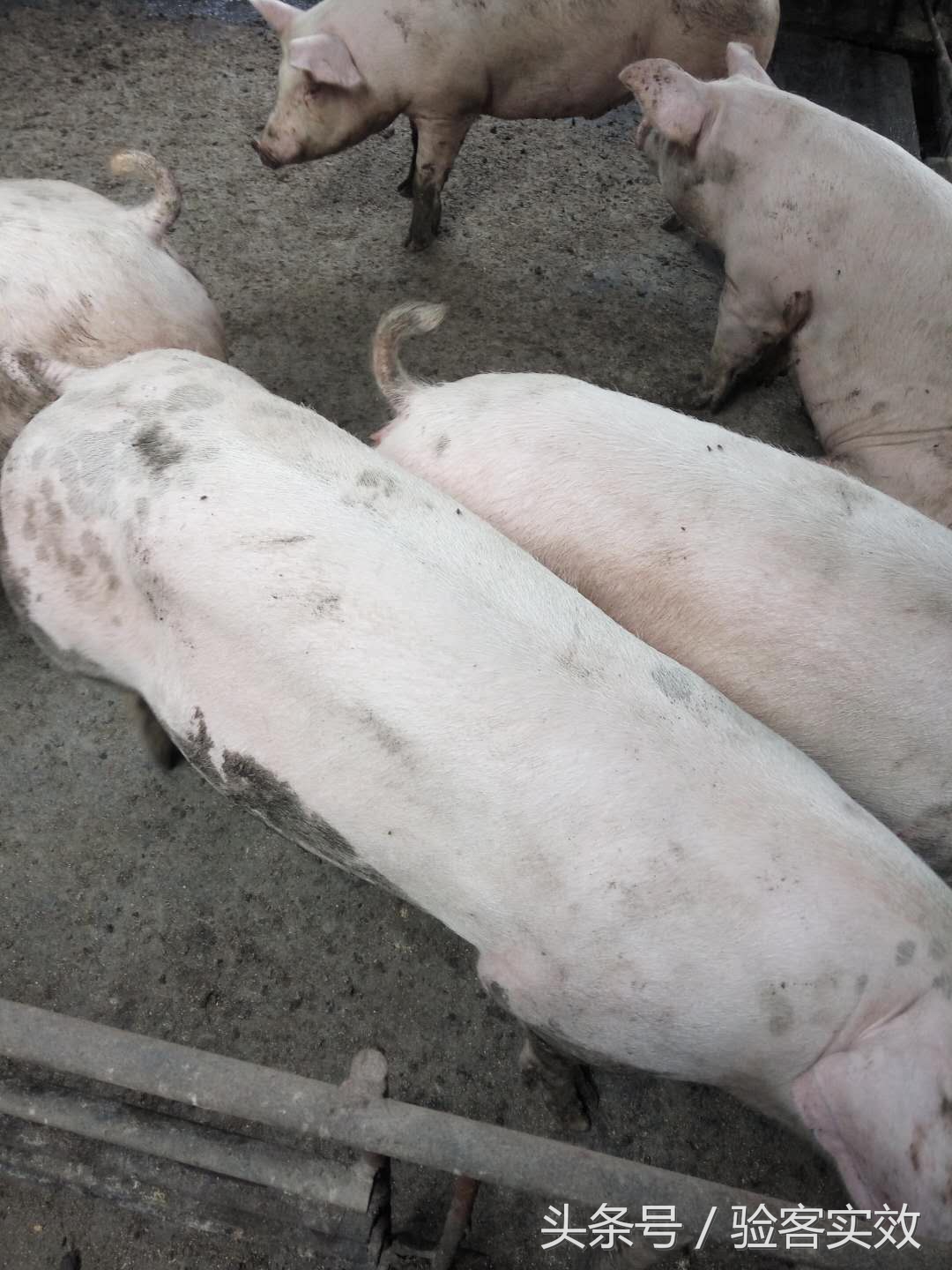 董广林母猪饲养,董广林养猪