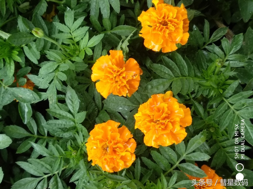 小米5分享,小米5X现在还能用吗