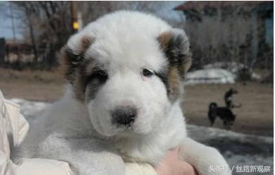 普京萌犬,普京再次喜提萌犬