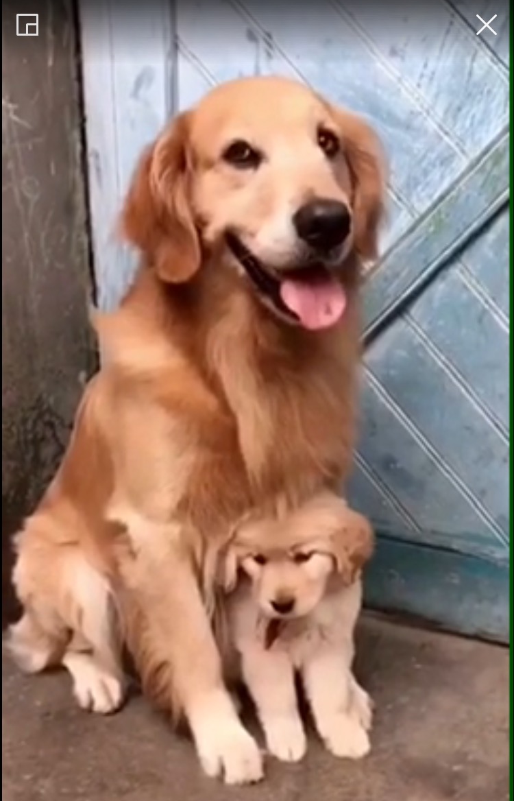 金毛被赞大暖男视频,金毛暖男主人