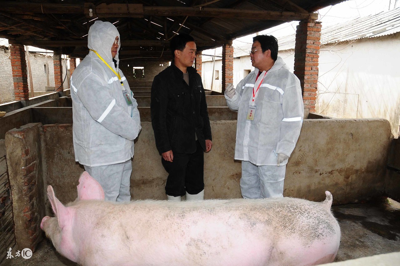 口蹄疫来袭,这样做最有效!