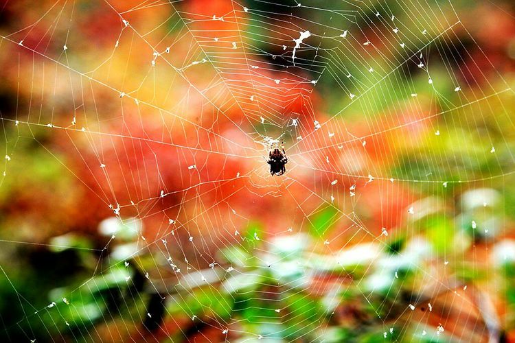 秋韵流过的晋城红