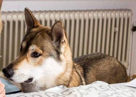 平背德国牧羊犬喂养,养德国牧羊犬的注意事项