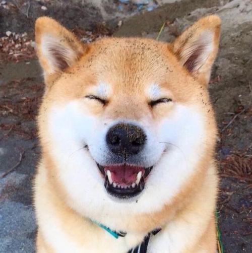 关于忠犬的9部电影推荐,看看有没有你家“那位”的影子