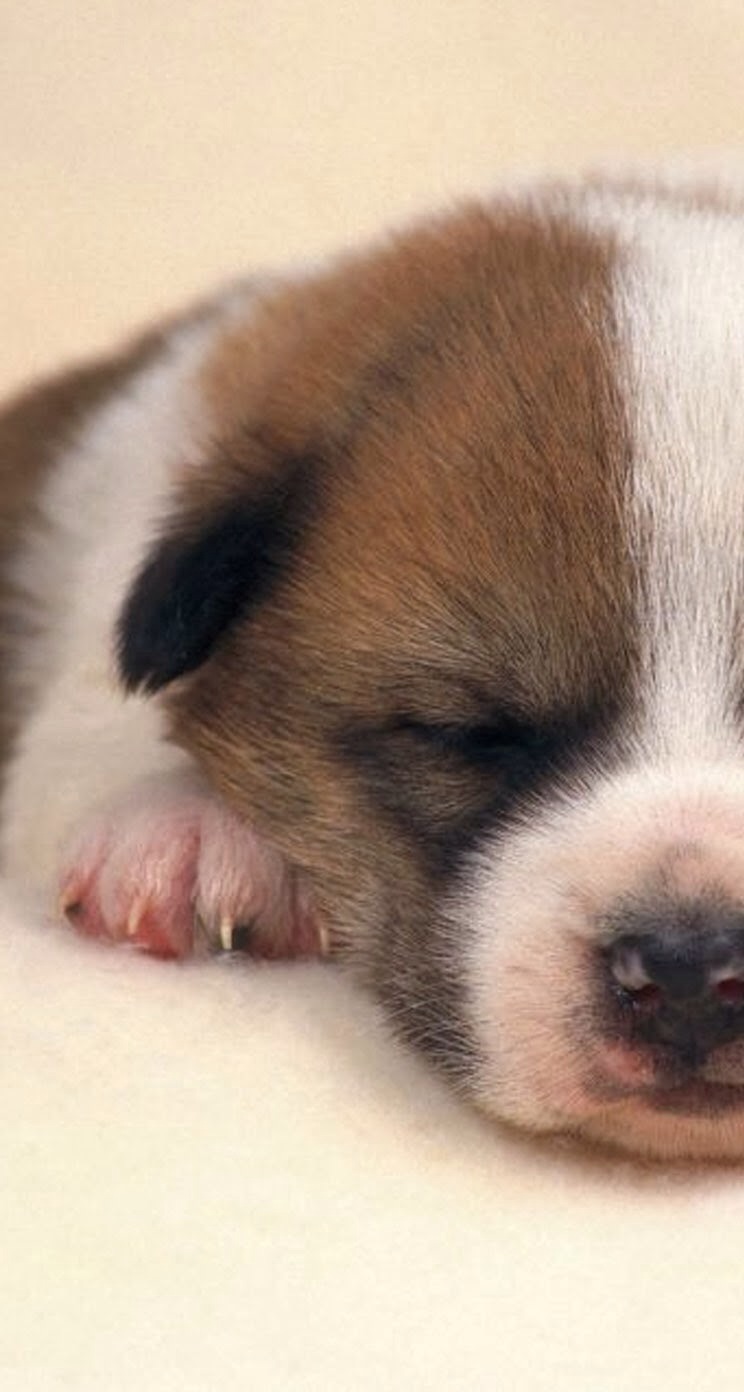 唯美1080×1920P高清壁纸锁屏画面待机背景图！请在wifi环境查看