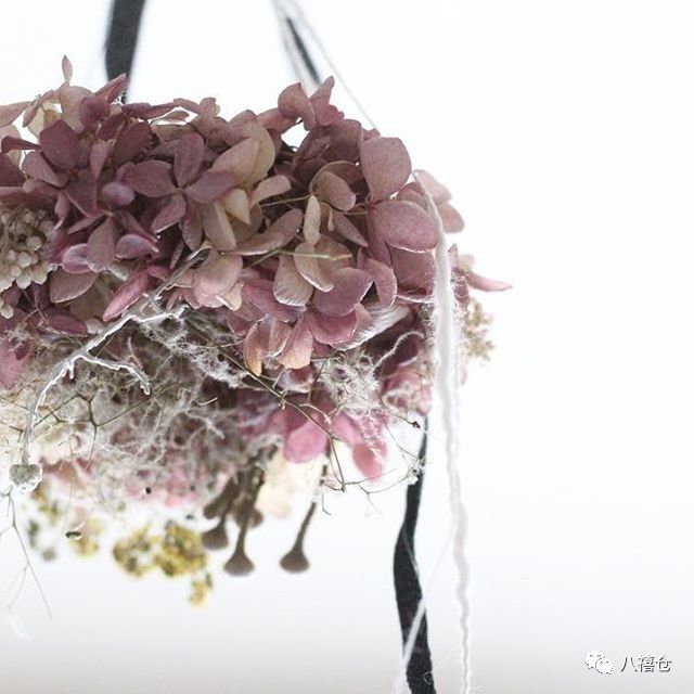 干花的颜色和品种,干花的形态分类