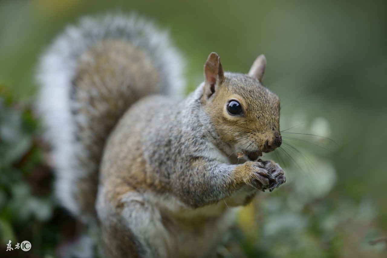 养松鼠需要打疫苗吗,养松鼠需要木屑吗