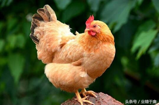 卖土鸡的最佳方法,土鸡销路妙招