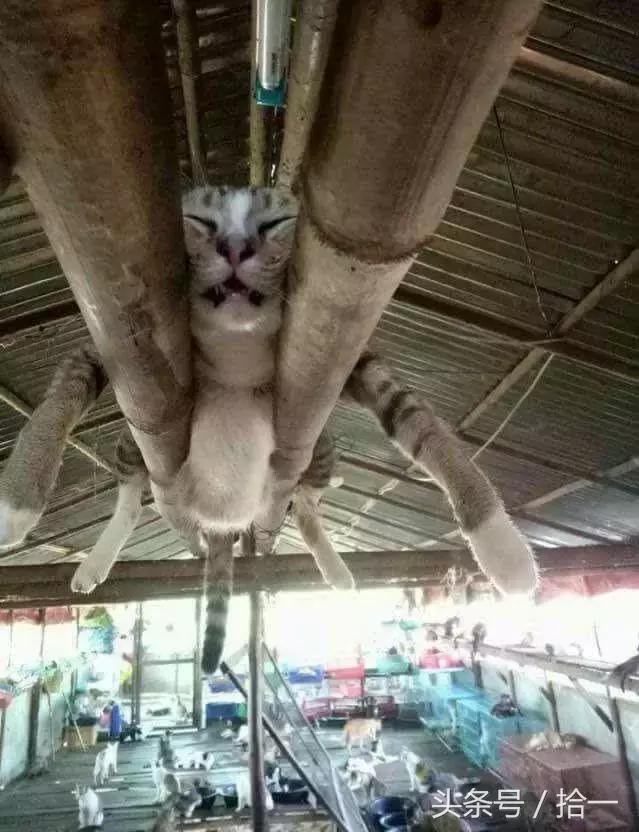 小伙子,听说你咬人不撒嘴,咱俩比比