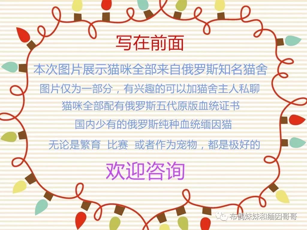 俄罗斯接回来的缅因猫,俄罗斯缅因猫带芯片