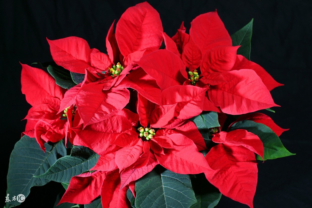 不同节日送的花束,不同节日应该送什么花