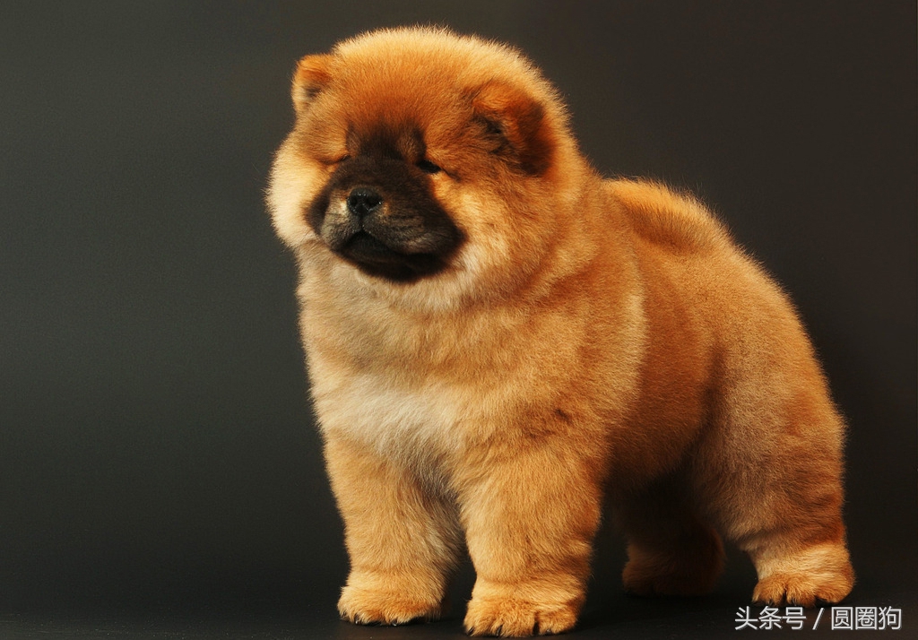 松狮犬打架视频,世界名犬泰迪犬