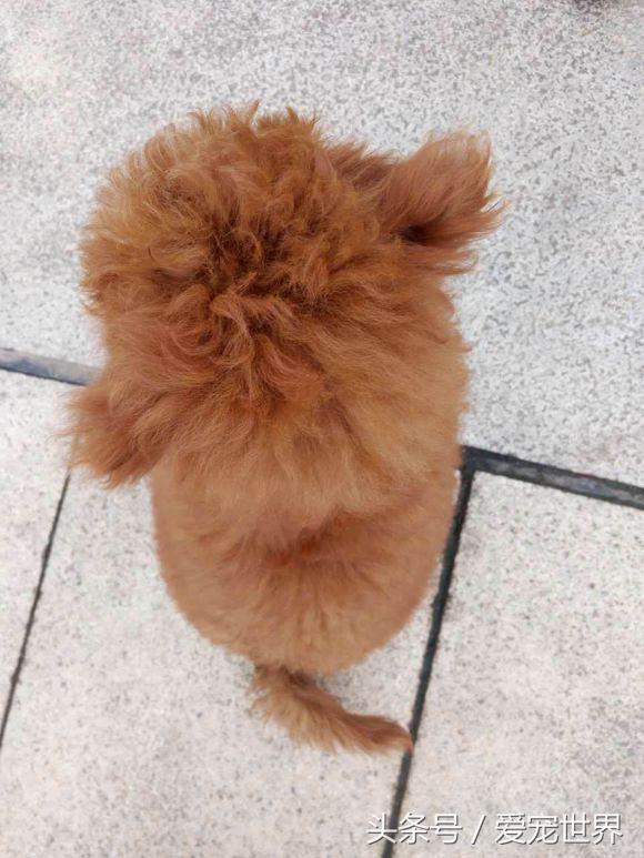 买来泰迪狗没有断尾怎么办,泰迪第二天就断尾了