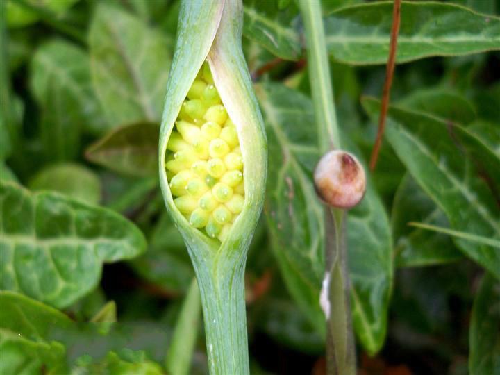 管锥编是钱钟书的著作吗,钱钟书的管锥篇讲了什么