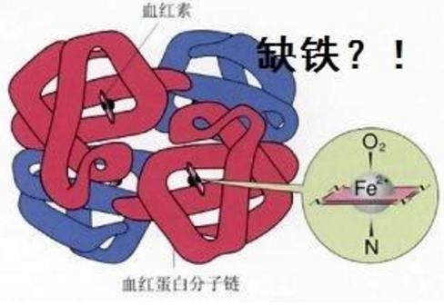 6个症状告诉你身体铁元素丢了，即将面临贫血，这5种食品是它天敌