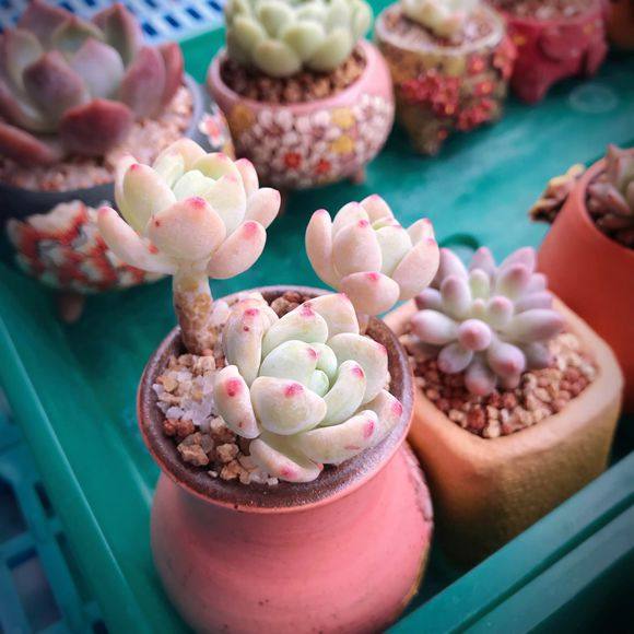 多肉生病了怎么治疗,多肉反复生病怎么治