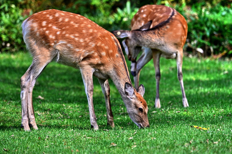 秋游日本,日本北海道第二天游