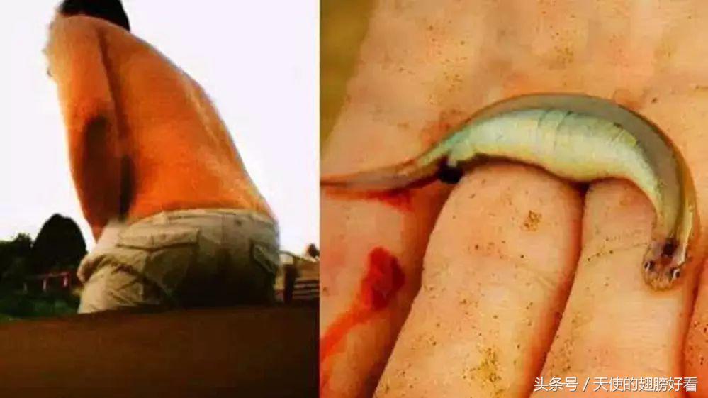 能刺穿人体的鱼,能吞人的淡水鱼