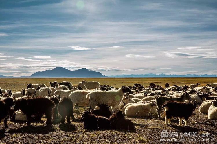 只要能去*藏西**,头痛高反什么的都不care