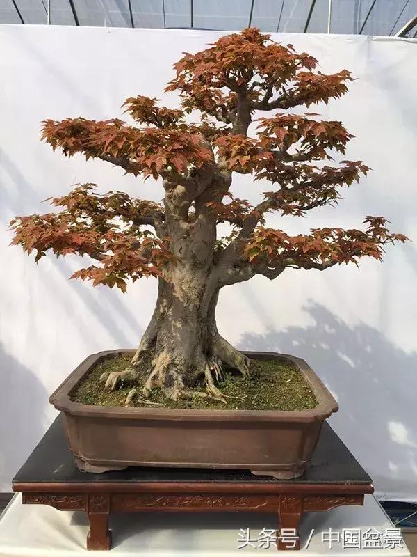 如何看待盆景的技法,盆景入坑的十大感受