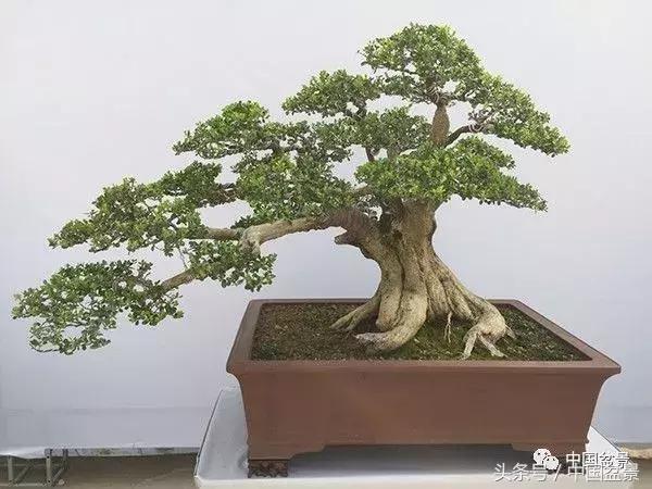 如何看待盆景的技法,盆景入坑的十大感受