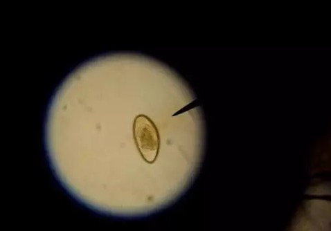 陆龟得肠炎怎么办,陆龟拉蛔虫