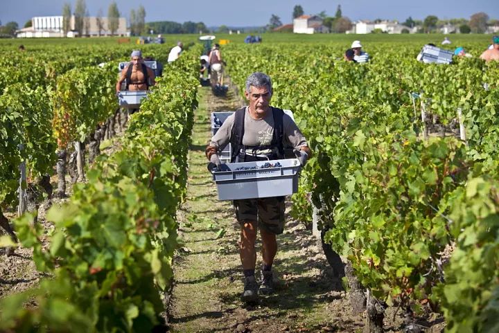 波尔多顶级葡萄酒,波尔多最贵的葡萄酒