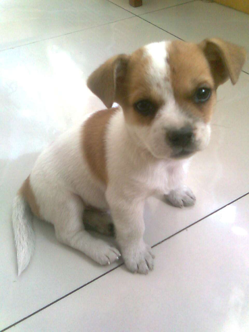 义乌市不允许养哪些狗,义乌养犬规定