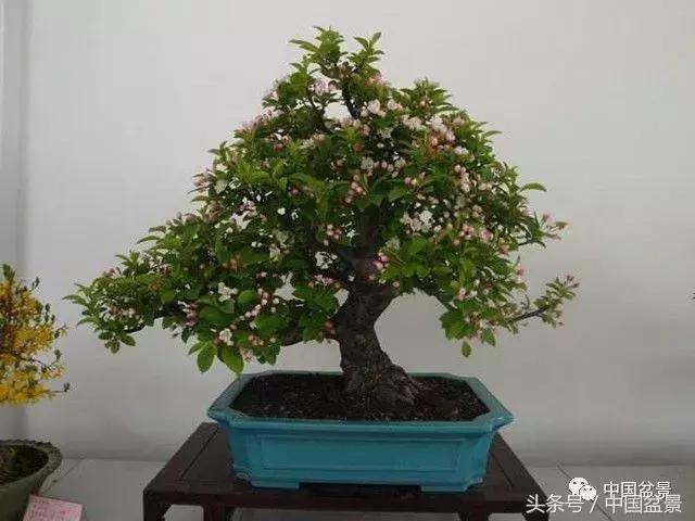 如何看待盆景的技法,盆景入坑的十大感受