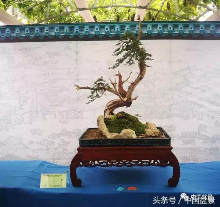 如何看待盆景的技法,盆景入坑的十大感受