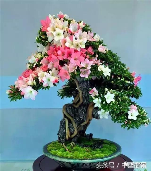 如何看待盆景的技法,盆景入坑的十大感受