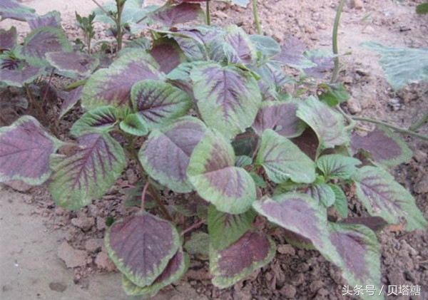 怎么缓解血糖高对眼睛的伤害,如何缓解血糖高眼疾