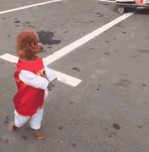 狗狗能不能像人一样直立行走,狗狗逆天直立行走视频