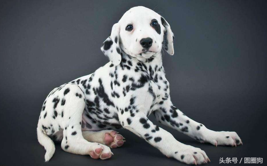 世界名犬中华田园犬,没斑点的大麦町犬是什么品种