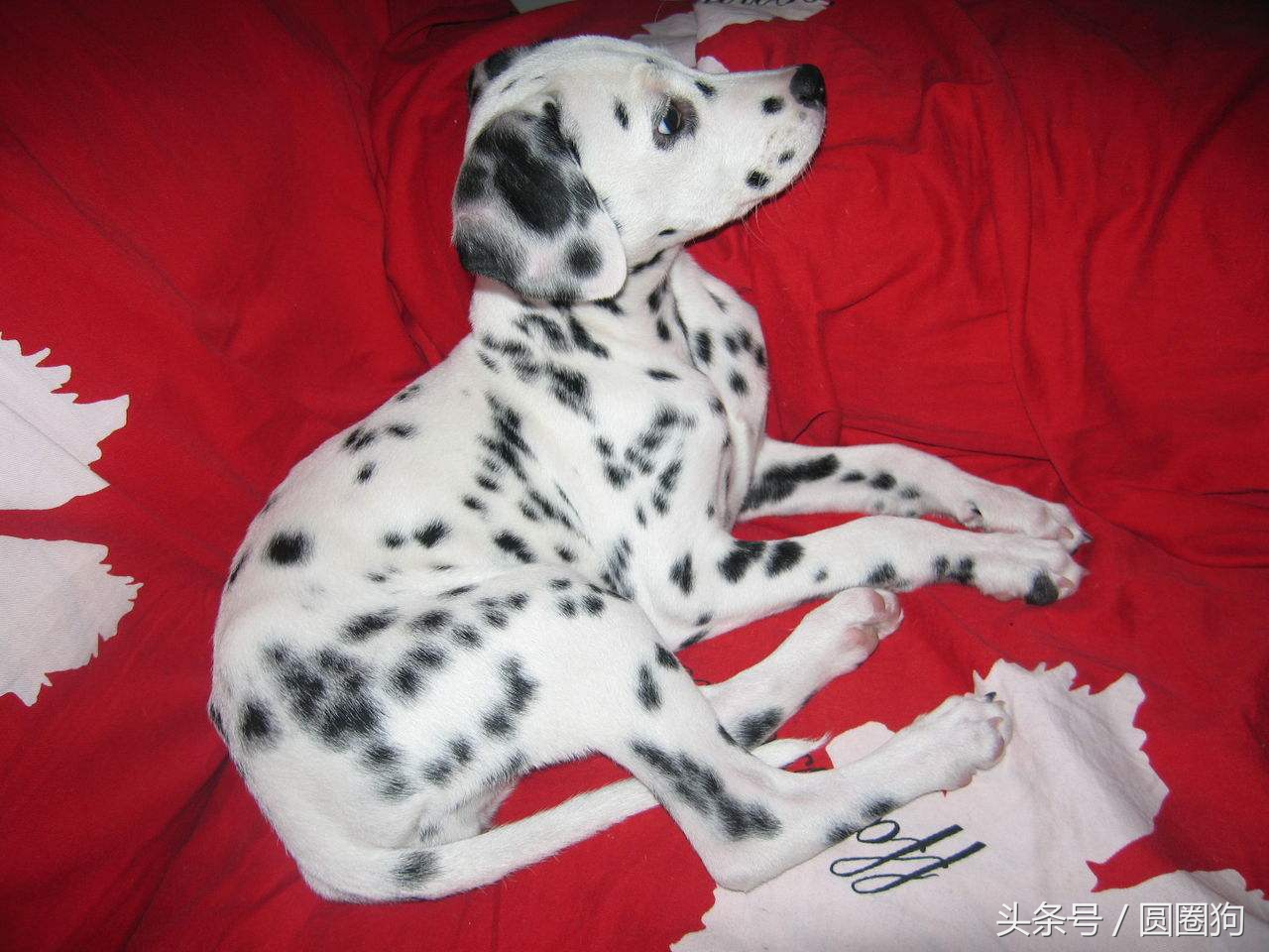 世界名犬中华田园犬,没斑点的大麦町犬是什么品种